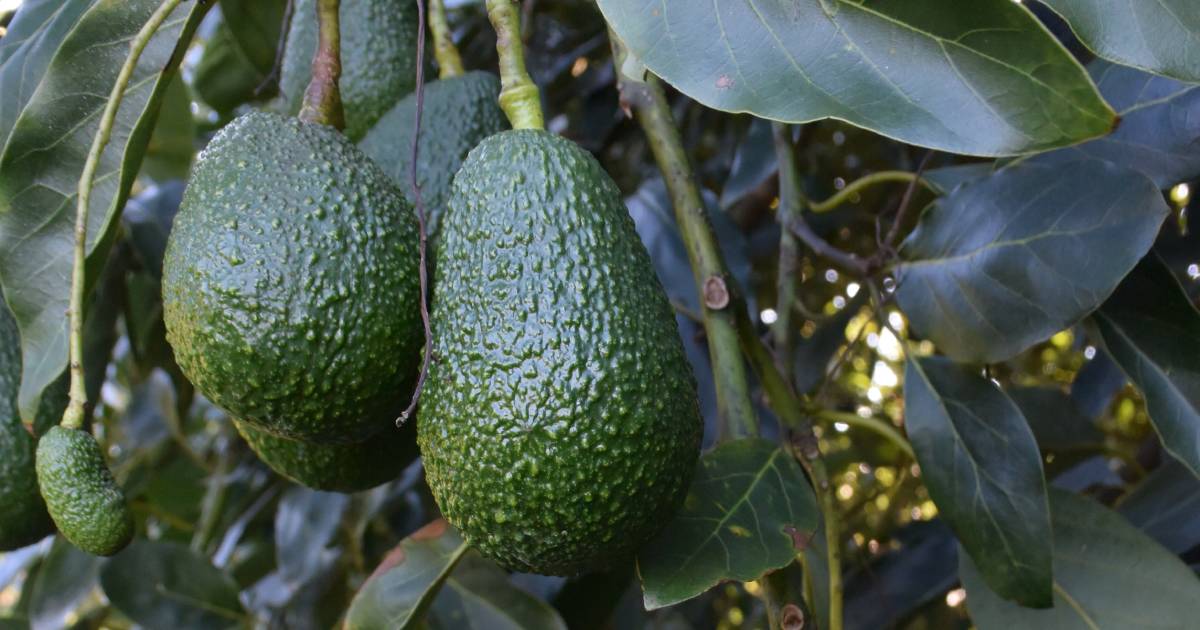 Avos smashed by fresh supply as industry looks to new markets | The Land