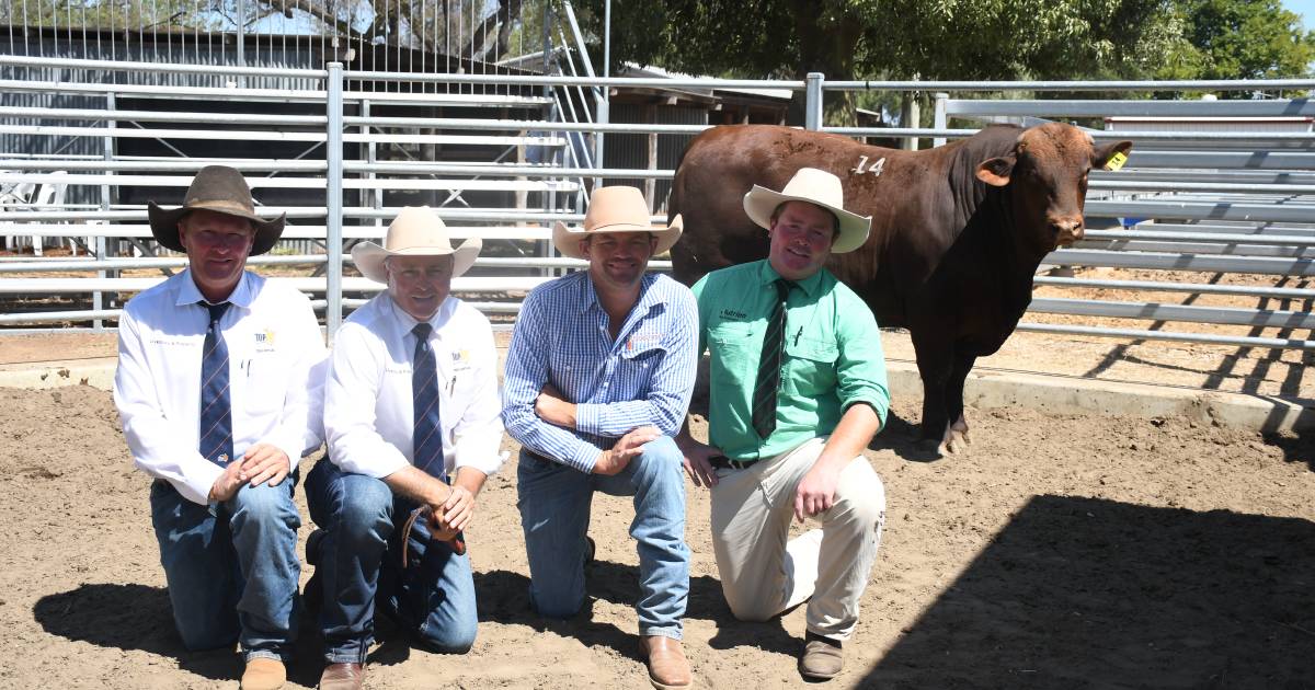 Annabranch stud top of Dawson Valley Santa Sale | Queensland Country Life