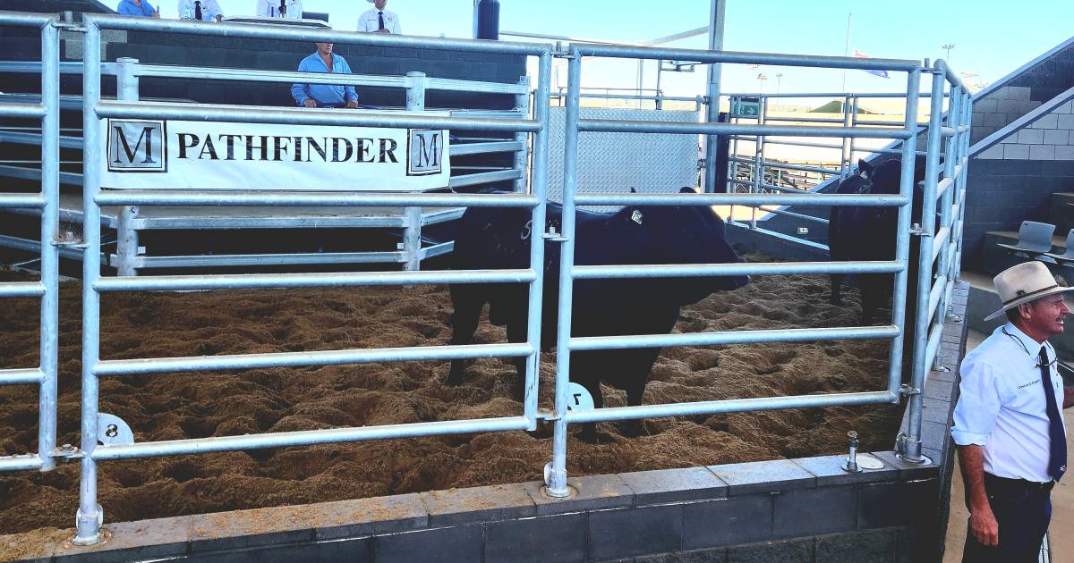 Pathfinder Angus bull sells for six figures