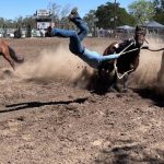 Top-priced Dalkeith Poll Hereford bull bought by Queensland stud