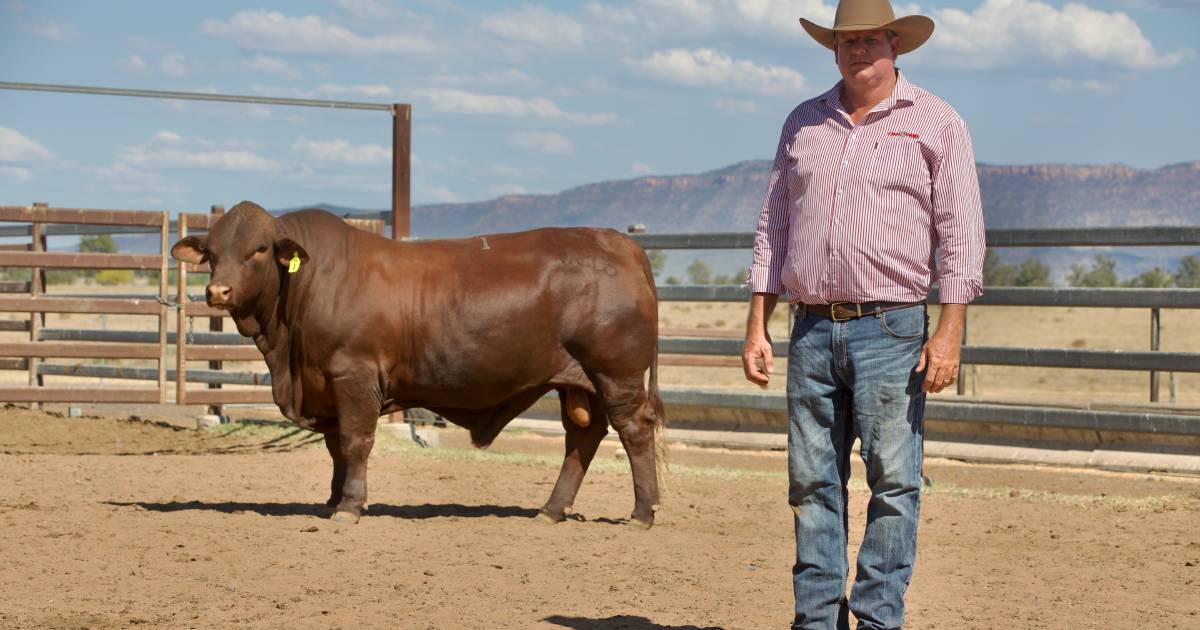 Cardona Jamar Santa Gertrudis Sale well supported by bulk buyers | Queensland Country Life