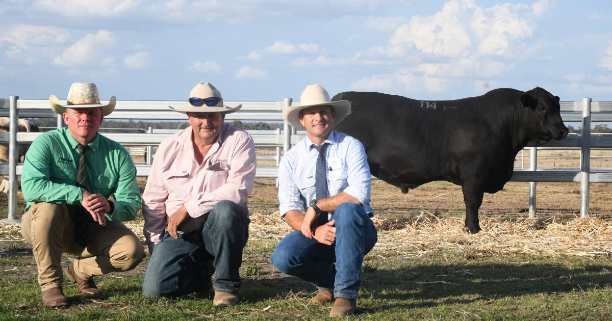 Palgrove’s first annual bull sale held at Chinchilla heralded a success | Queensland Country Life