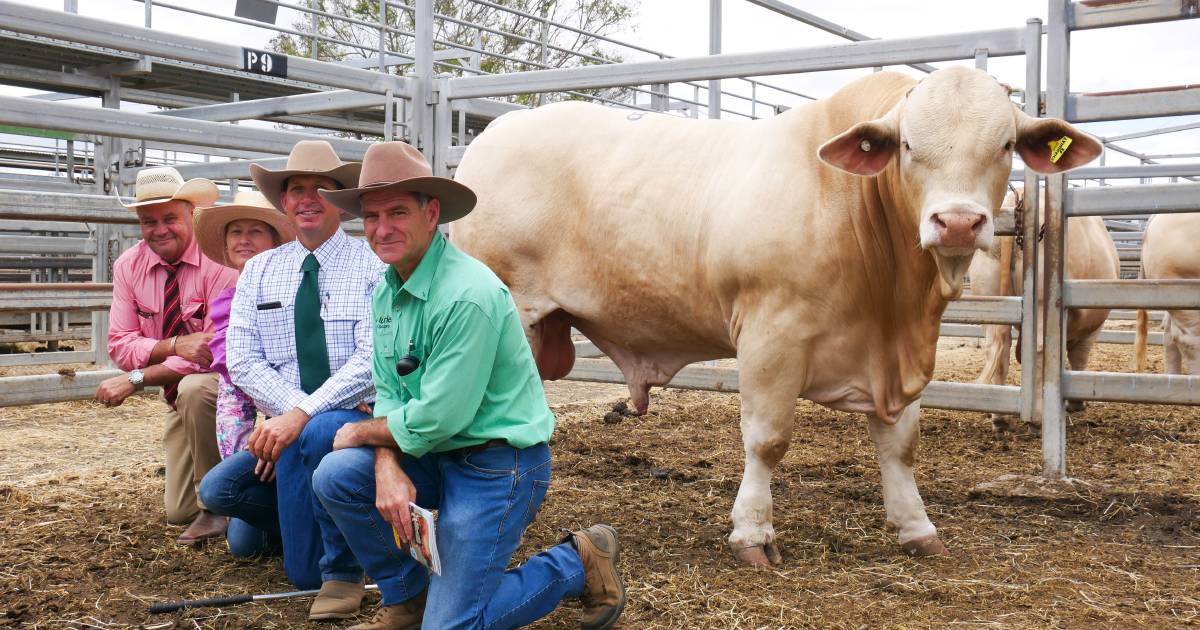 Top price bull heads to Cloncurry after National Charbray sale