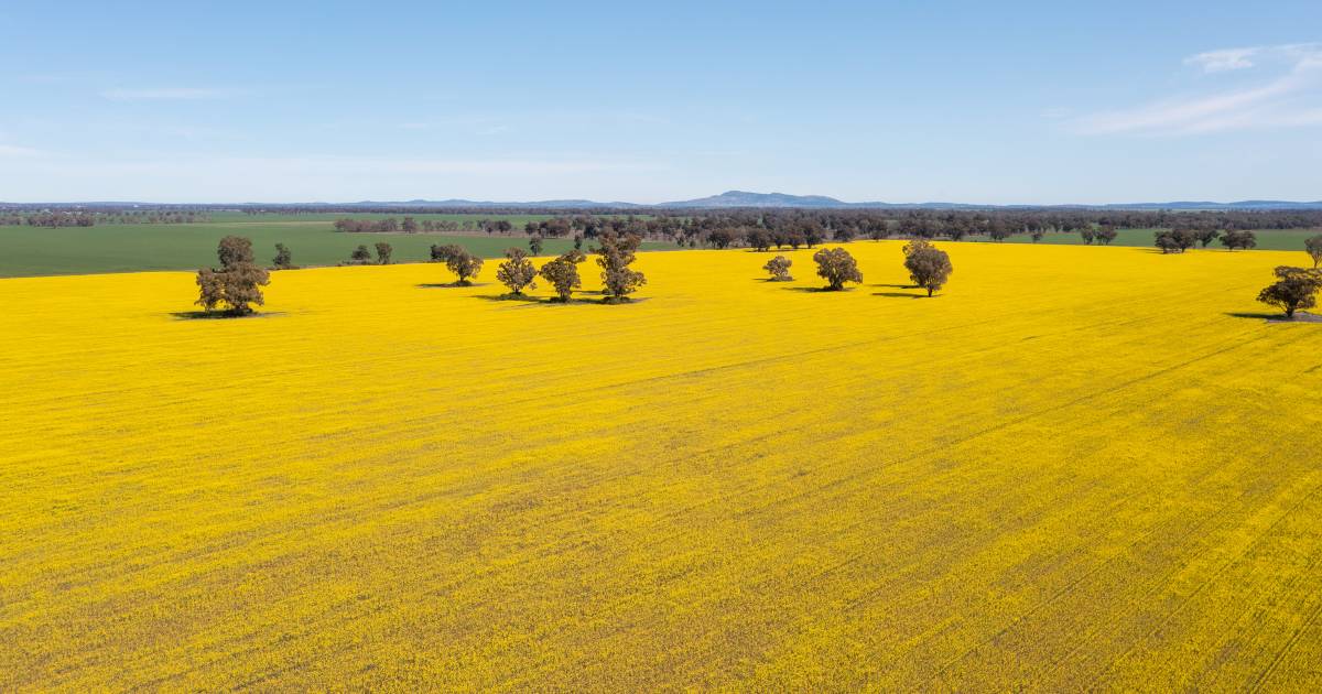 Productive 835 hectares of grain and livestock country | Video