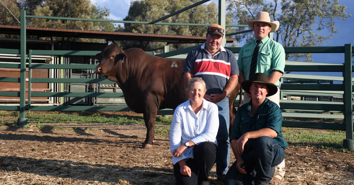 Dangarfield Funky Thang the freshest bull on offer at Adams family’s annual sale | Queensland Country Life