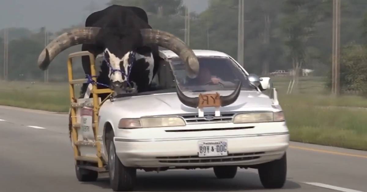 Full grown bull riding shotgun down Nebraska highway | The Land