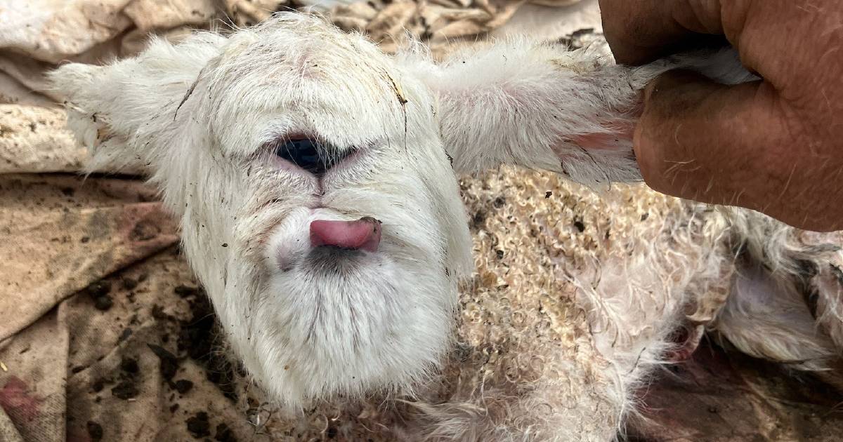 Alike to a cyclops, lamb born with one, big eye in Victoria shocked farmers