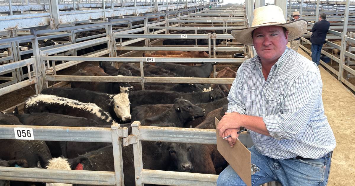 August beef exports increase | The First Draft