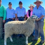 Annabranch stud top of Dawson Valley Santa Sale | Queensland Country Life