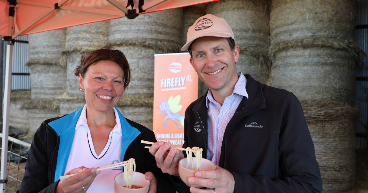 InterGrain launches new Firefly noodle wheat variety | Farm Weekly