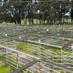 Bidder competition was fierce at Langdene Merinos