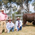 Lambert bulls to new homes at Deniliquin, Boulia and Prairie