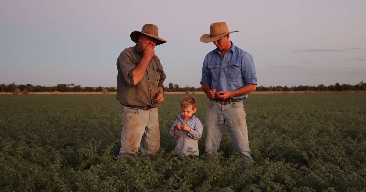 'Safe' chickpea crop sets up a golden year in Central Queensland