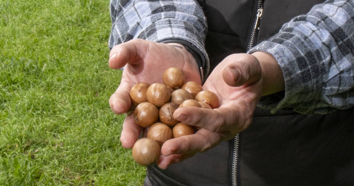 Macadamia industry to mark milestone under new India free trade deal