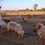 How this cattle operation got set for El Nino