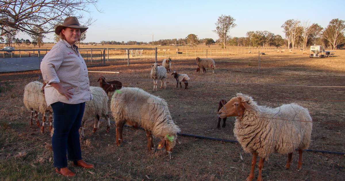 Carolyn and Dallas Davidson from Towri Sheep Cheeses had their drought proofing efforts wiped out | Queensland Country Life