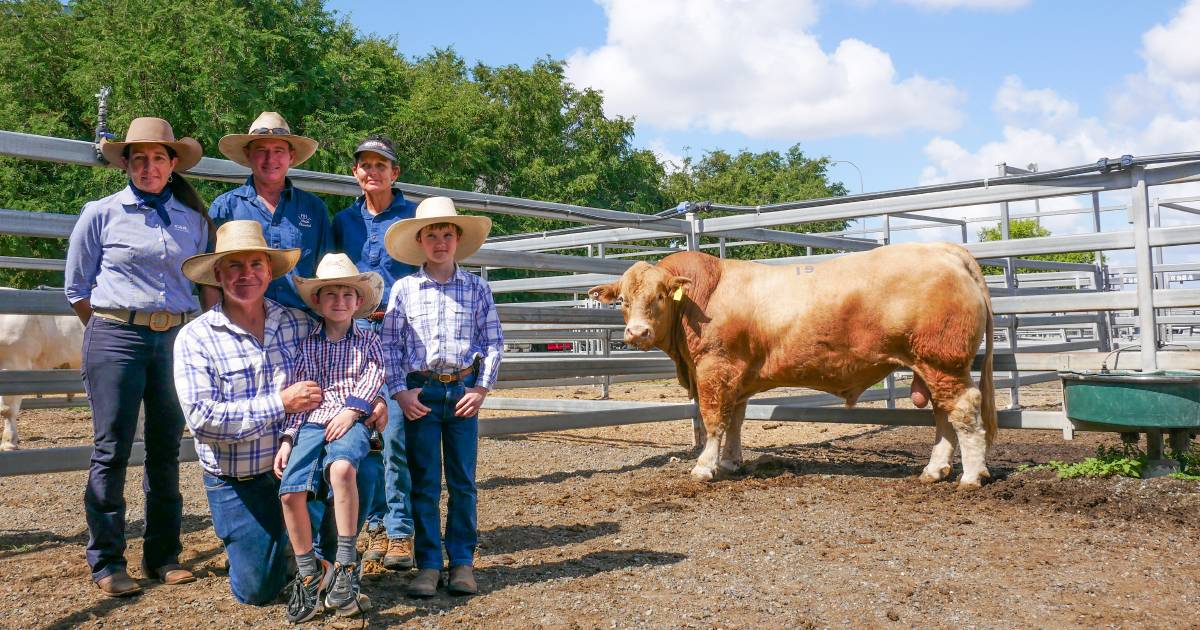 Red factors a hot commodity at CQ Premier Charolais Bull Sale