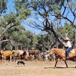 Droughtmaster breeder registers PP brand to prove bulls worth