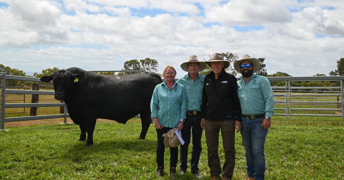 Telpara Hills set new Ultrablack bull and female record price