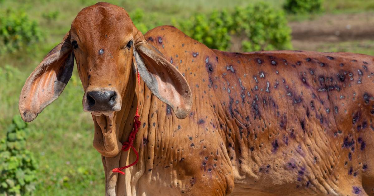 Indo authorities say LSD detected in more cattle from Australia