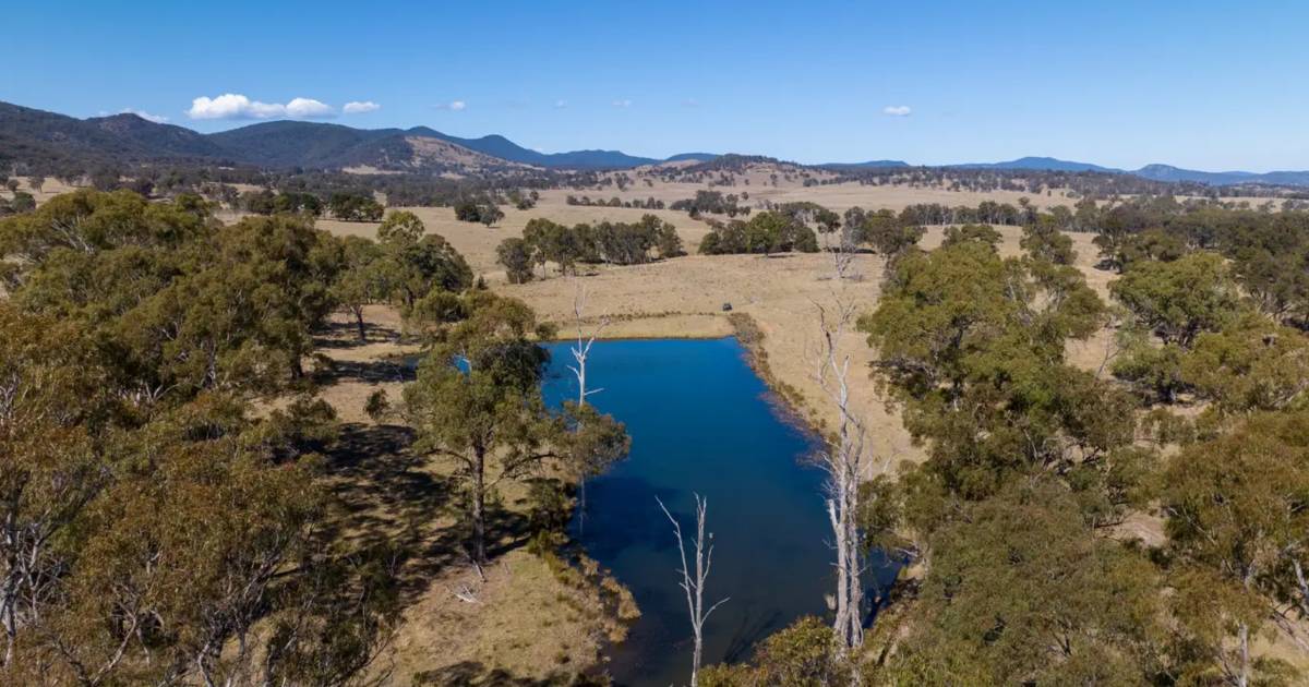 Bald Rock's proven history of cattle production