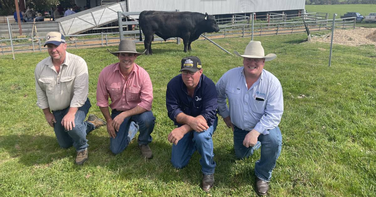 Opening lot sold in support of Hassett family at Crawford Angus bull sale