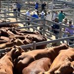 Australian meat judging hopefuls take on intensive training