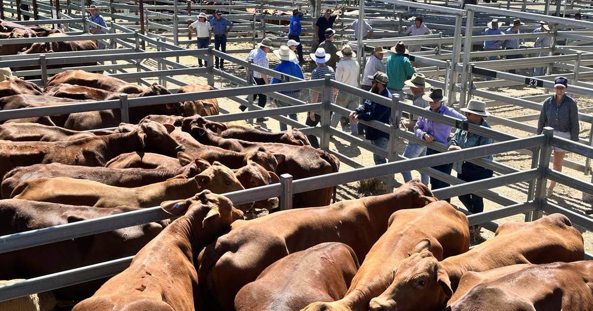 Quality lines lift prices at Woolooga female sale