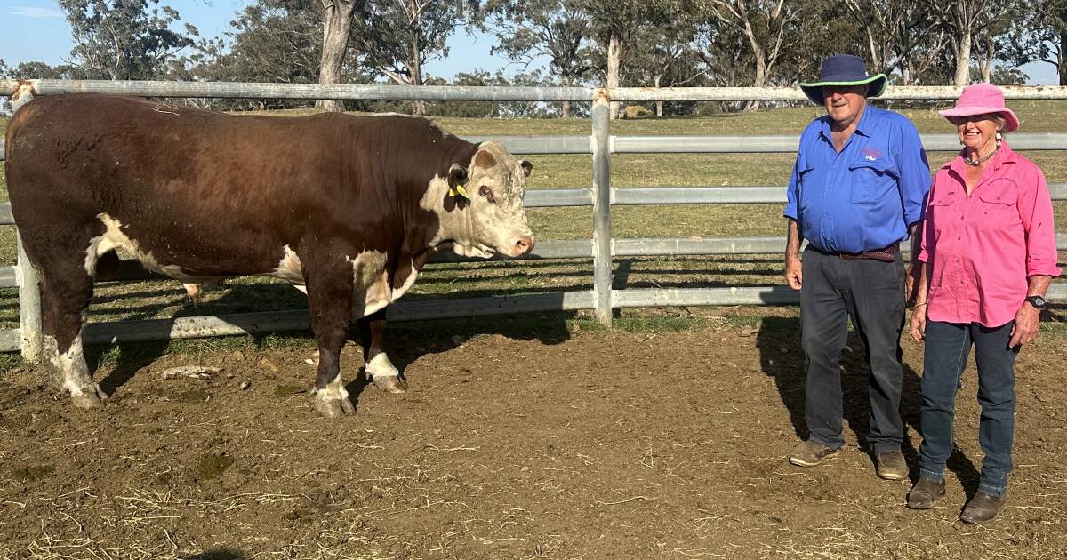 Top-priced Dalkeith Poll Hereford bull bought by Queensland stud