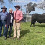 Repeat buyers compete for first cross ewes at Gnadbro sale