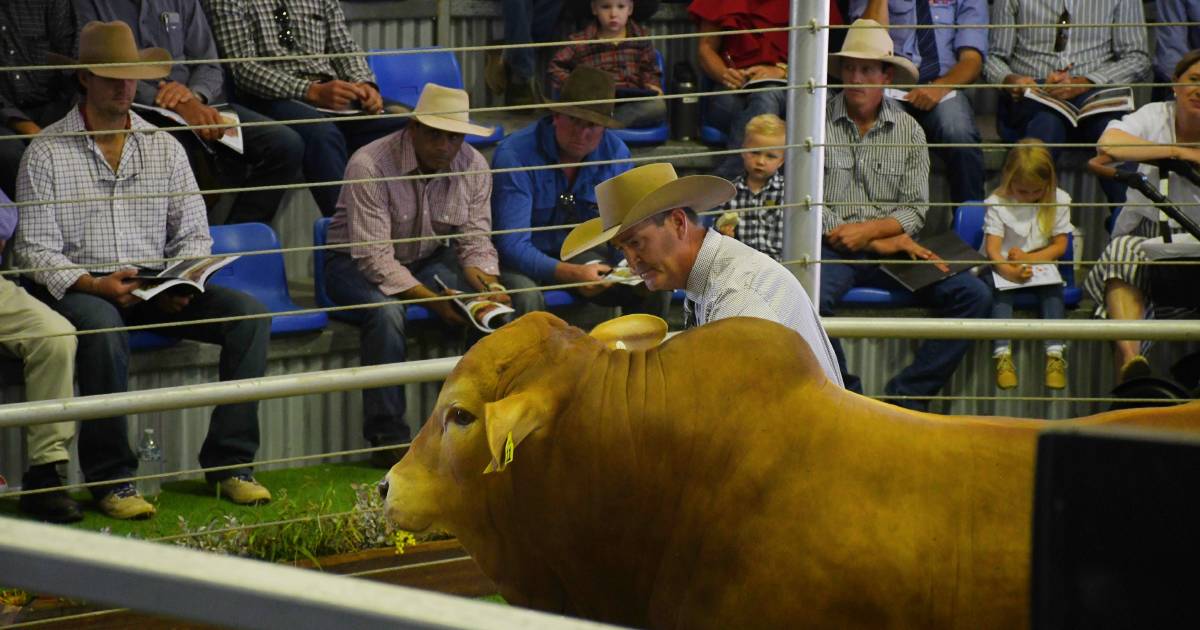 Droughtmaster national bull record obliterated at Glenlands sale