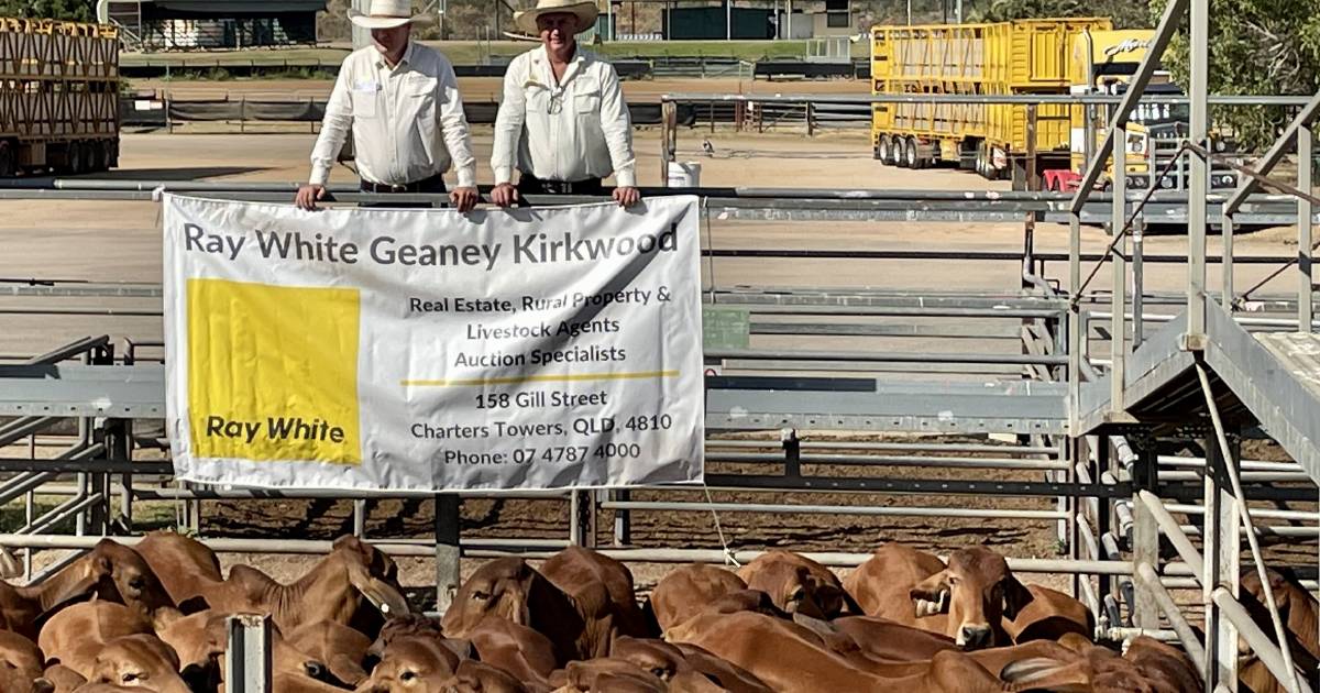 Heifers sell to dearer trends at Charters Towers