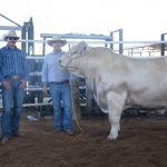 Northern cattlemen buy bulk bulls at Nioa RL Pastoral sale