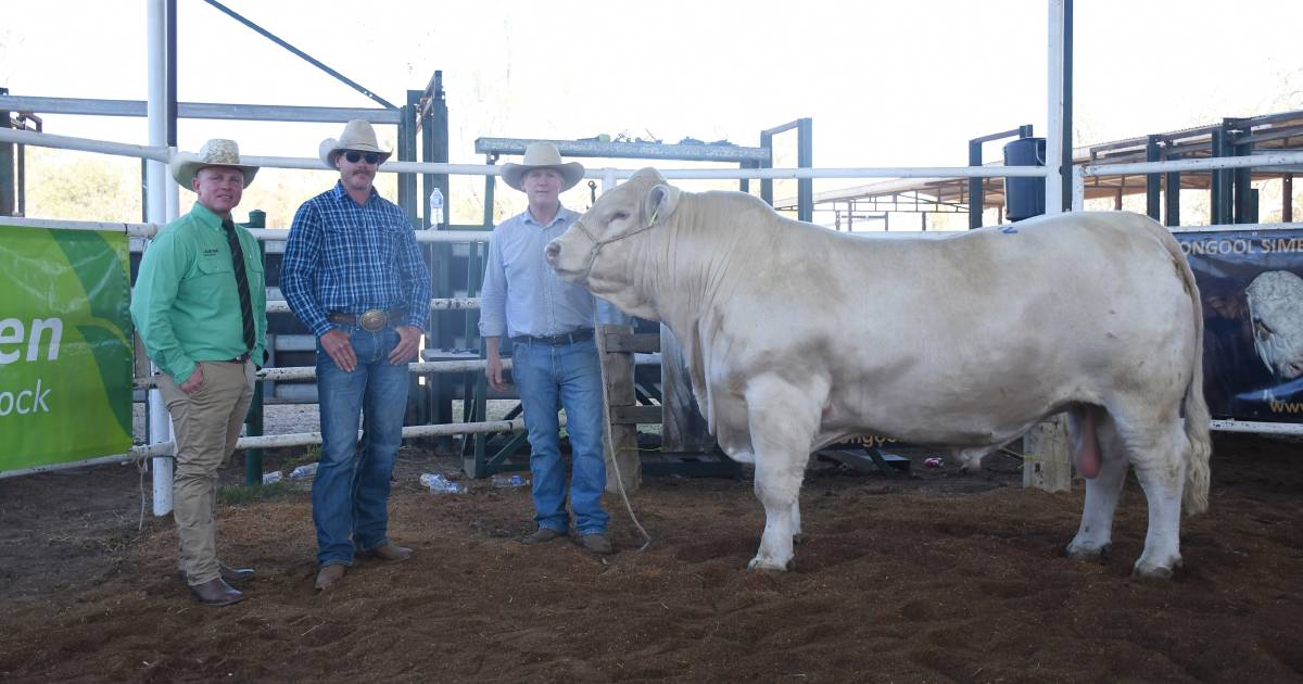 This year's top priced Charolais bull sold at annual Moongool sale