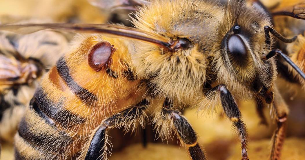 Australia stuck with Varroa mite after giving up on eradication