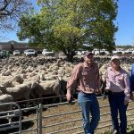 Armdale Poll Dorsets celebrates 85 years of stud breeding