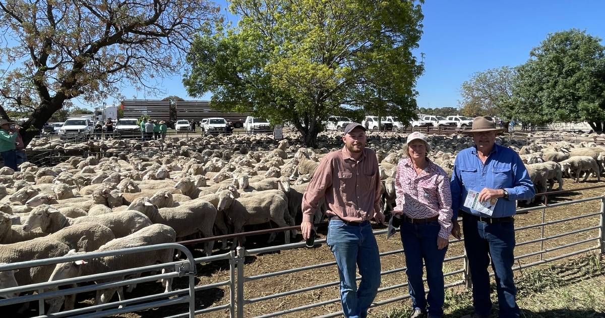 Victorian buyers strong at Hay sheep sale