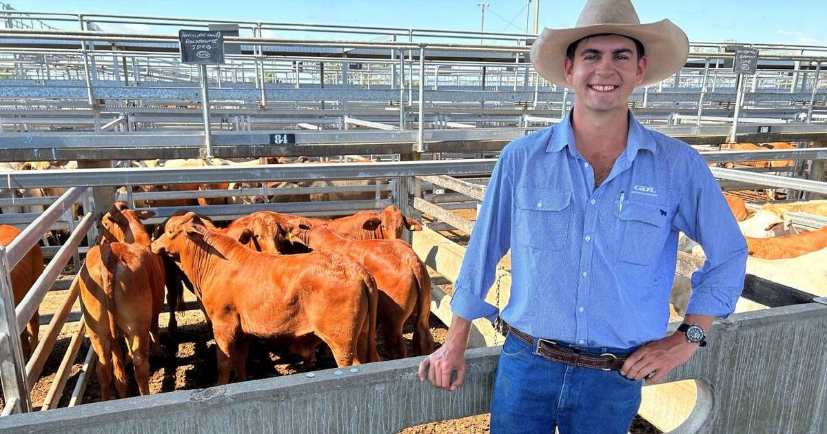 Light cattle prices back at Gracemere