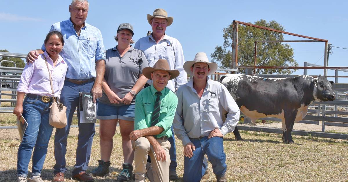 Northern Impact Speckle Park Emerald sale top bull bought by first time Dalby buyer | Queensland Country Life