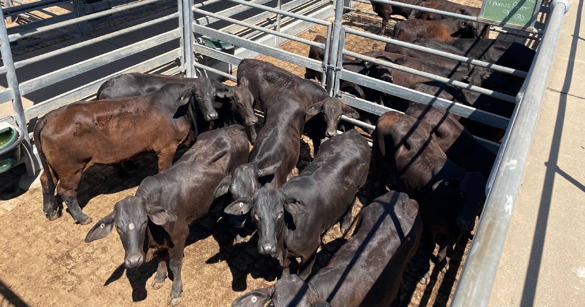 Store cattle buyers limited and selective at Emerald