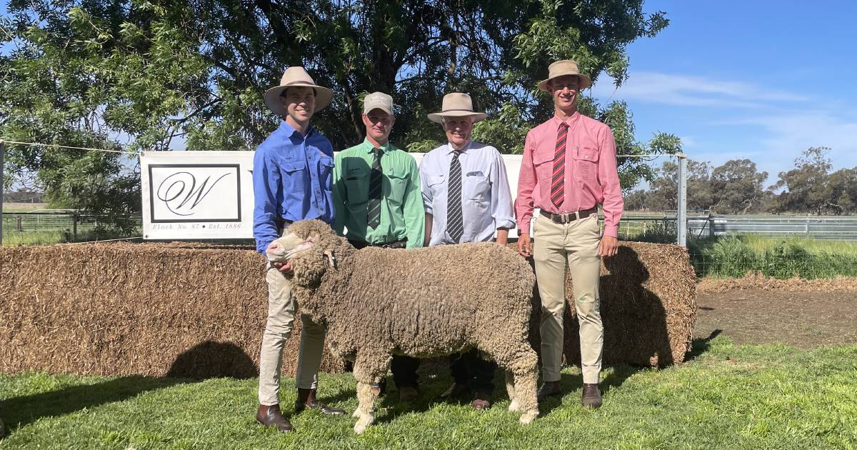 Willandra rams top at $6500