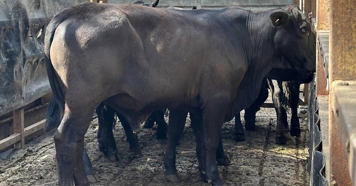 Steers 383kg make 250c/$1145 at Mareeba | North Queensland Register