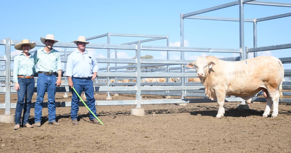 Huntington Charbrays generate support from stud and commercial operators | Queensland Country Life