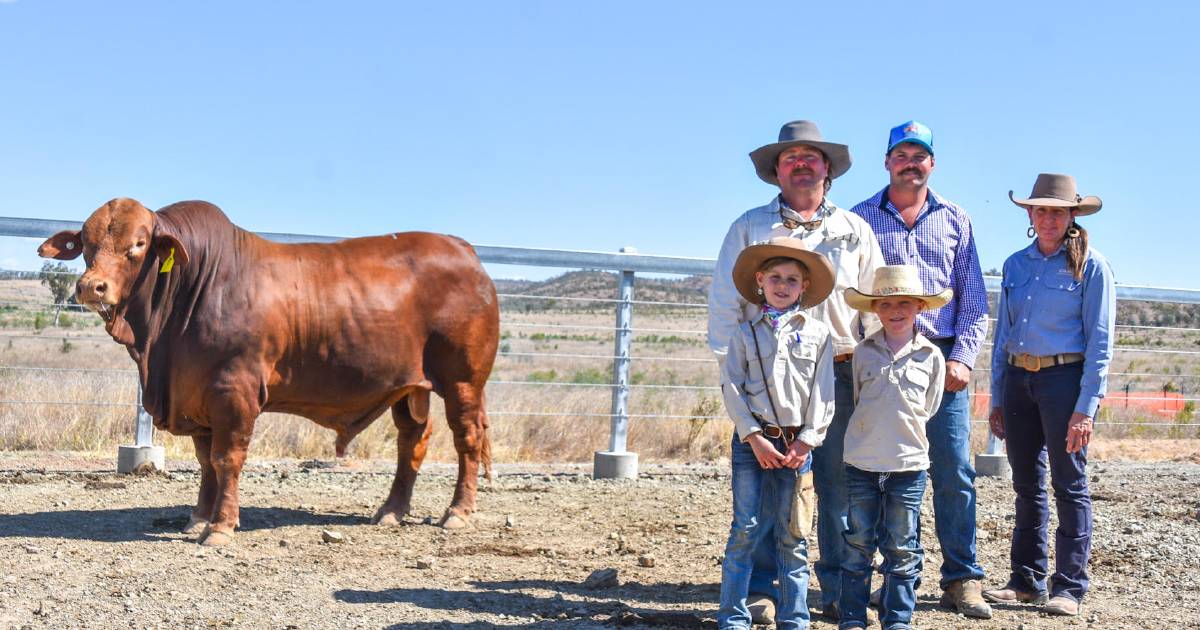 2023 Inaugural Donaldson Family Sale achieves near full clearance | Queensland Country Life