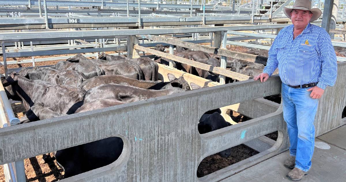 Lines of Droughtmasters and Brahmans make up CQLX sale