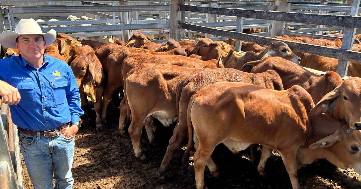 Weaner steers and fat cattle maintain prices at Gracemere