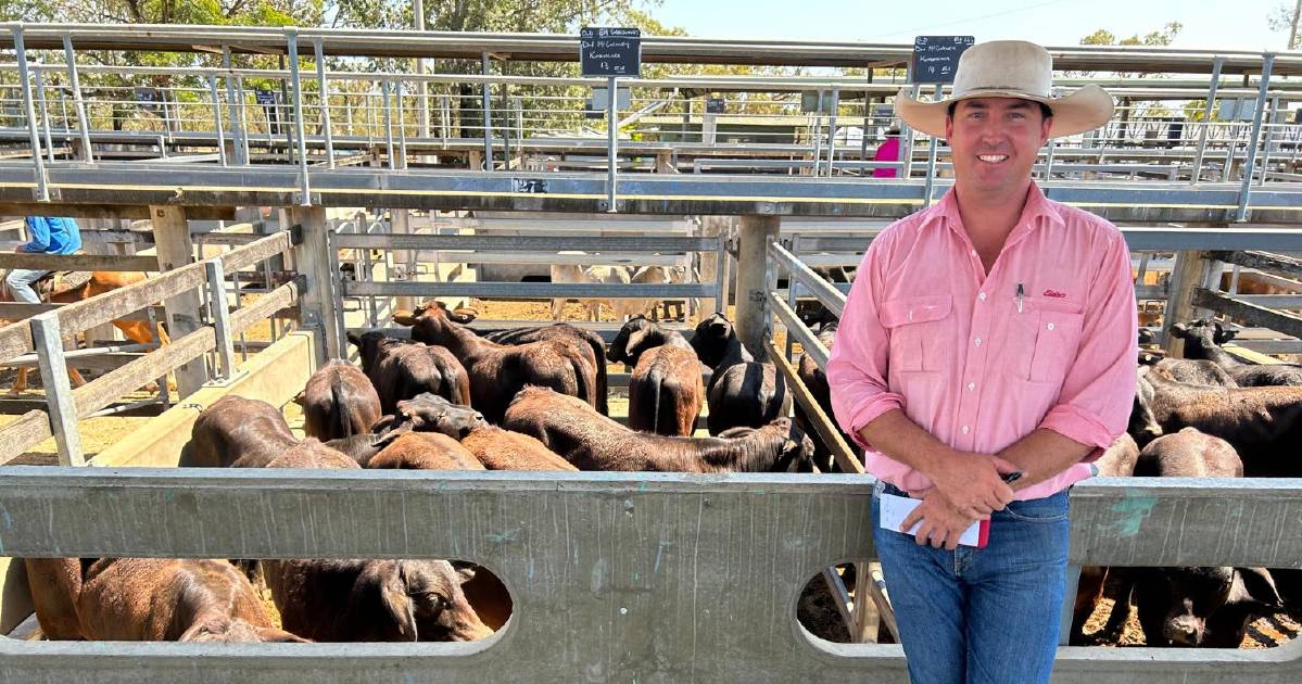 Heavy cattle strong at Gracemere