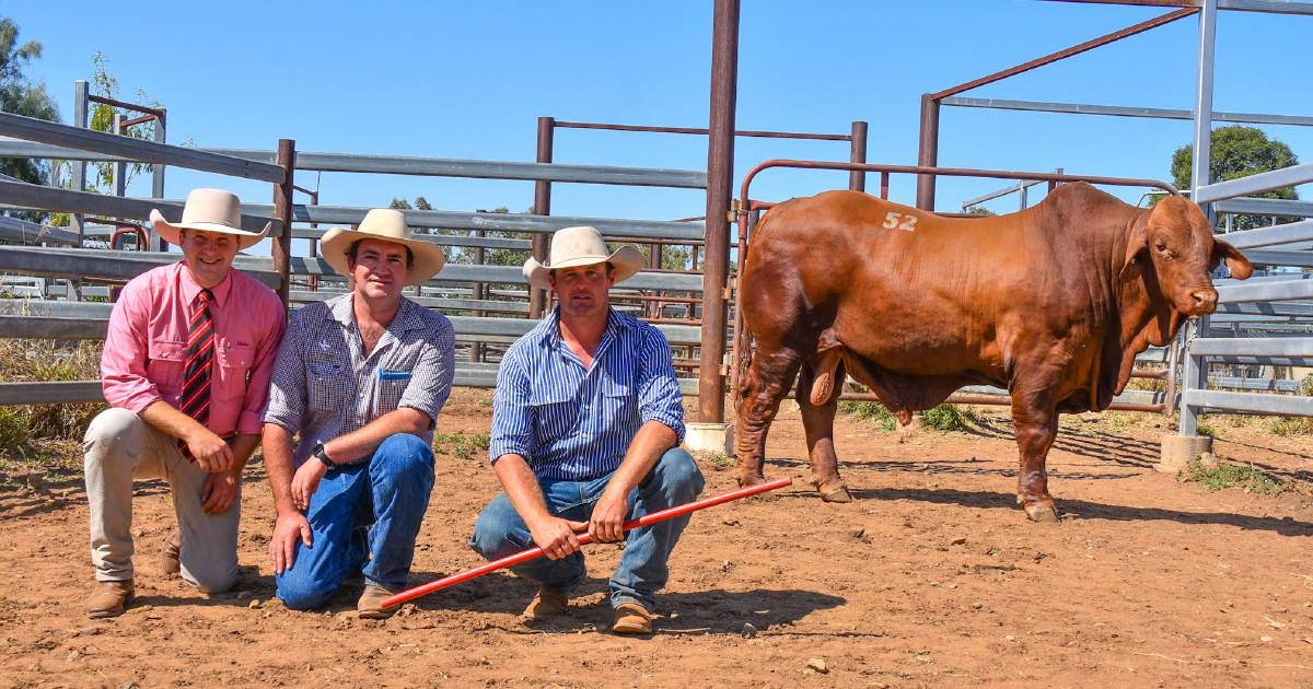 Carnarvon Classic 2023 bull sale top price achieved twice by Huntly and Oasis Droughtmaster studs | Queensland Country Life