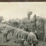 Kohat Poll Merino ram peaks at $3700