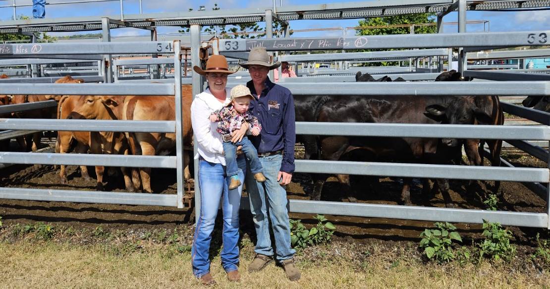 Sarina Combined Agent Prime & Store sale on trend with other cattle selling centres | North Queensland Register